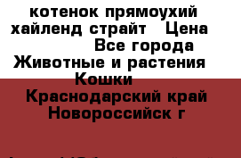котенок прямоухий  хайленд страйт › Цена ­ 10 000 - Все города Животные и растения » Кошки   . Краснодарский край,Новороссийск г.